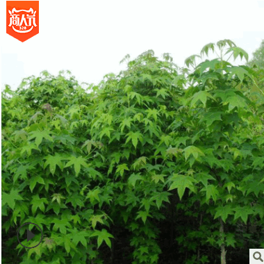 批發(fā)楓香 楓香樹 工程綠化小苗北美楓香 楓香小苗規(guī)格齊全價(jià)格優(yōu)