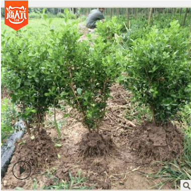 苗圃直銷 批發 瓜子黃楊苗 小葉黃楊 瓜子黃楊球 綠化工程苗