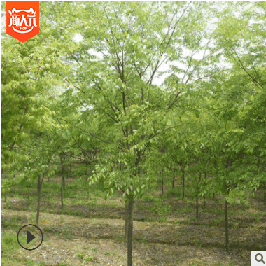 基地直銷工程綠化苗木櫸樹 紅櫸樹苗規格齊全 紅櫸樹 街道防護樹