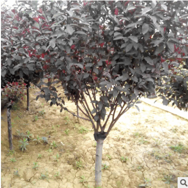 熱銷產品8公分矮櫻供應 河北綠化苗木基地 矮櫻樹苗批發價格