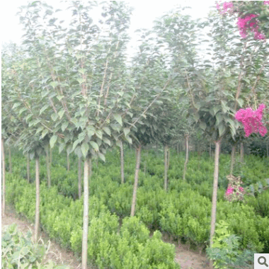 河北6公分櫻花樹價格 綠苗木基地直銷 櫻花樹苗批發出售