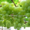 葡萄苗 嫁接甜蜜藍(lán)寶石葡萄苗當(dāng)年結(jié)果 巨峰葡萄苗大圖