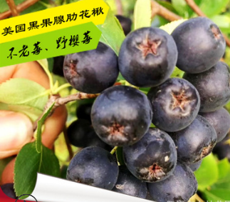 果園熱銷新品美國黑果腺肋花楸 不老莓 野櫻莓苗北方果樹耐寒果樹