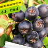果園熱銷新品美國黑果腺肋花楸 不老莓 野櫻莓苗北方果樹耐寒果樹
