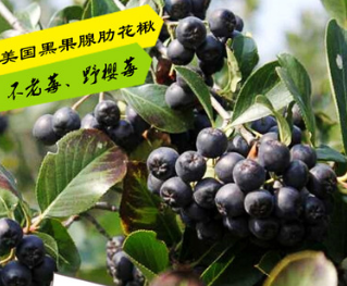 苗圃批發 百果之王 美國腺肋黑果花楸 不老莓 野櫻莓北方耐寒果樹