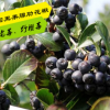 苗圃批發 百果之王 美國腺肋黑果花楸 不老莓 野櫻莓北方耐寒果樹