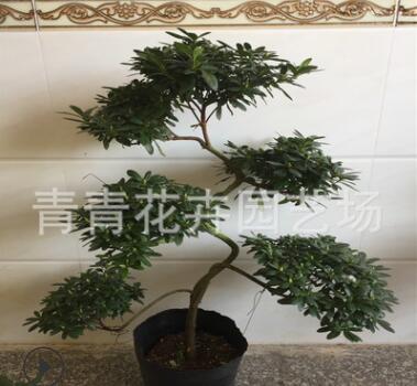 福建花卉永?；ɑ苷胸斶M寶杜鵑花造型盆景室內四季盆栽懸崖盆景