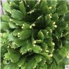 中國花卉福建花卉 青青花卉 批發(fā)直銷 蟹爪蘭