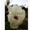 供應(yīng)：綠化苗 廣玉蘭直徑5--6cm 紫玉蘭5--6cm 黃玉蘭5--7cm