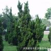 基地直銷嫁接龍柏苗 工程綠化龍柏苗 園林道路綠化 規(guī)格齊全