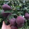 供應紫巴梨苗 特點皮薄抗病力強 基地推廣批發 品種嫁接梨子樹苗