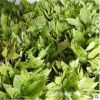 基地批發(fā)灑金桃葉珊瑚 室內盆栽裝飾 工程綠化苗木