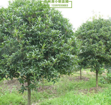 供應廣西桂花樹 大桂花樹 15-18公分桂花樹 八月桂 桂林產地直發(fā)