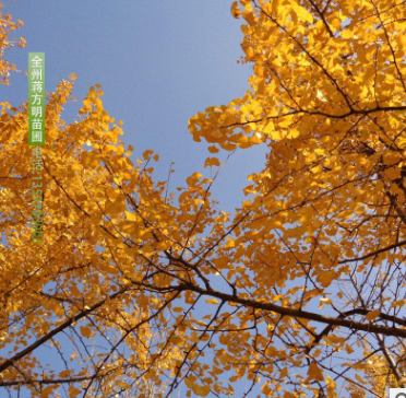 供應銀杏樹 15-18公分銀杏樹 白果樹 精品銀杏樹 桂林產地直發(fā)