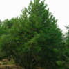 專業(yè)供應各種規(guī)格綠油松苗 基地自產(chǎn)自銷優(yōu)質(zhì)油松樹苗 油松