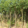 福建綠化樹香樟胸徑8-10公分 地苗袋苗 農(nóng)戶價格