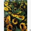 四川成都 本地向日葵批發(fā) 優(yōu)質(zhì)向日葵鮮花批發(fā) 昆明鮮花基地 廠(chǎng)家