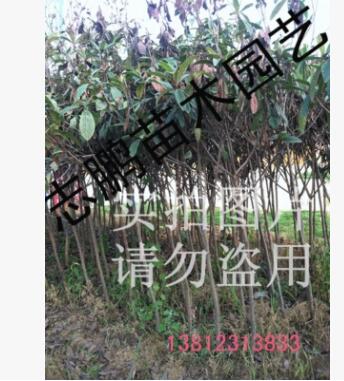 供應綠化苗木 琵琶樹 琵琶苗 4--12公分 量大從優(yōu)
