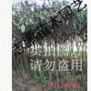 供應(yīng)綠化苗木 琵琶樹 琵琶苗 4--12公分 量大從優(yōu)