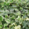 花葉蔓長春藤