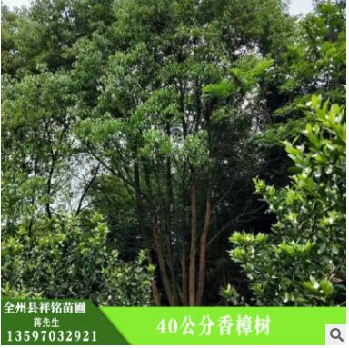 批發(fā)香樟樹 香樟樹專供 護坡綠化 濕地綠化 香樟樹樹苗 綠化植物