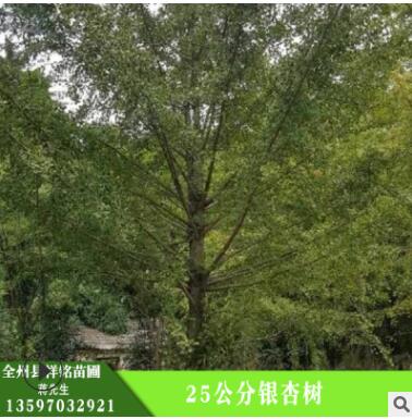 批發(fā)銀杏樹 25公分銀杏樹 護坡綠化 濕地綠化銀杏現(xiàn)貨
