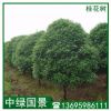 桂花樹批發 桂花樹苗地苗移植苗 福建廠家批發