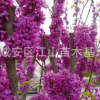 紫荊花樹苗批發(fā)50-100cm，紫薇小苗包郵綠化苗木滿條紅紫薇樹苗