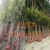 咸寧桂花樹苗批發，綠化苗木，丹桂 金桂八月桂花香滿園包郵