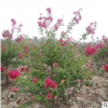 批發紫薇苗 百日紅花叢生紫薇樹 紅火箭大紫薇 規格齊全量大優惠