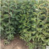 基地直銷大葉女貞苗