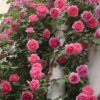 包對版包成活歐月藤本月季玫瑰花苗爬藤植物花卉多季開花盆栽