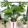 龜背竹盆栽水培室內(nèi)大型綠植花卉進化空氣蓬萊蕉鐵絲蘭穿孔喜林芋