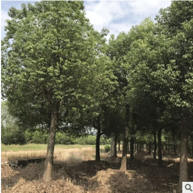 香樟樹(shù) 移栽骨架香樟樹(shù)熟貨價(jià)格