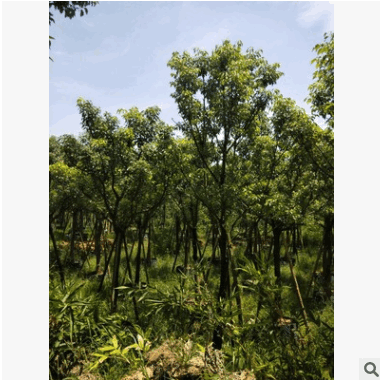 福建基地直銷(xiāo)袋苗小葉香樟樹(shù) 廠家批發(fā)喬木 公園行道庭院園林工程