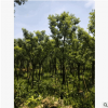 福建基地直銷(xiāo)袋苗小葉香樟樹(shù) 廠家批發(fā)喬木 公園行道庭院園林工程
