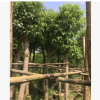 香樟樹，多桿，供應各種類型，綠化苗木，移植，廠家直銷