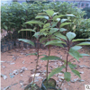 香樟樹 香樟 樹苗 園林綠化 廣場綠化 綠化苗木