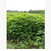 預定香樟樹小苗
