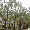 直銷行道樹香樟苗 園林綠化苗木風景樹庭蔭樹 香樟樹大苗 工程苗