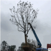 香樟樹產地供應胸徑15厘米冠幅3.5米園林綠化行道香樟樹量大優惠