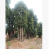 批發大香樟樹 30公分移植香樟 叢生香樟 綠化苗木 價格低
