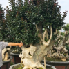 造型精品紫薇樹樁盆景樁頭古樁紫薇老樁樁景野生古樹別墅房地產(chǎn)