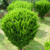 基地批發綠化苗龍柏球 龍柏冠球 龍柏球狀樹苗 量大從優