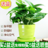批發(fā)環(huán)保植物 綠蘿室內(nèi)綠植盆栽 吸收甲醛 家庭綠色植物帶盆價