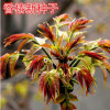 批發(fā)紅油香椿種子 四季芽苗菜種子專用 陽臺菜園 香椿樹種