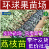 供應無核荔枝果苗，出售無核荔枝果苗，無核荔枝品種，優(yōu)選品種