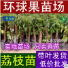 批發(fā)徑粗5-10厘米高50-80厘米荔枝高壓苗（圈枝苗）荔枝營養(yǎng)杯苗