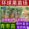 供應蜜絲棗臺灣大青棗果苗/南方優(yōu)選品種/低價出售大青棗樹苗