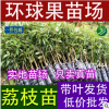 直銷專業培育、供應荔枝苗及各種果樹苗、以及營養缽苗。占地苗